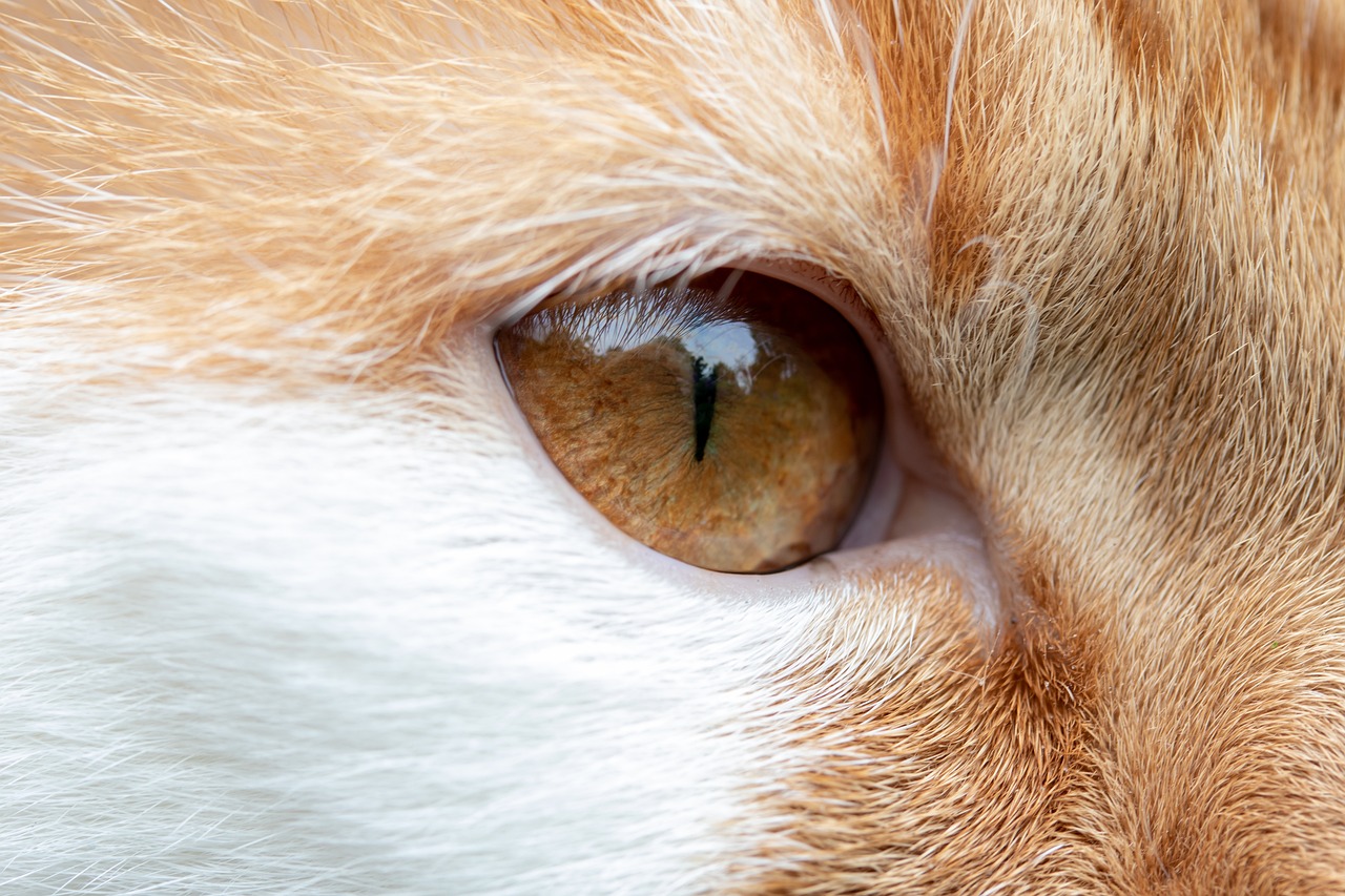 The Best Cat Breeds for Allergy Sufferers